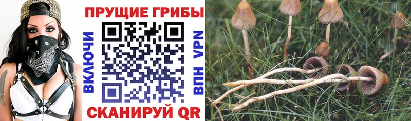 Псилоцибиновые грибы MAGIC MUSHROOMS  что такое   blacksprut ссылка  Можайск 